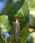 Italochrysa italica